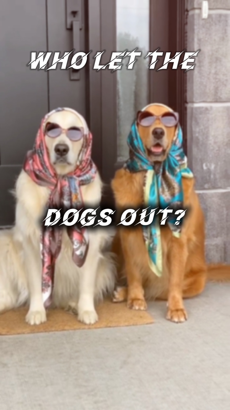 who let the dogs out