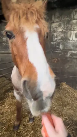 Horse slow mo
