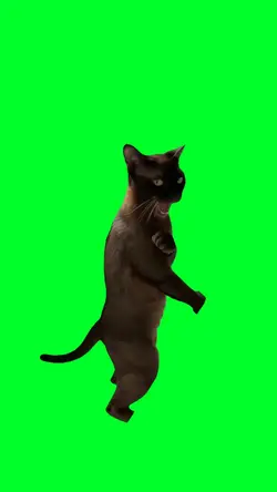 Woo waa trend cat