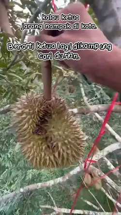 ketua cari durian