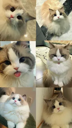 cute cat story