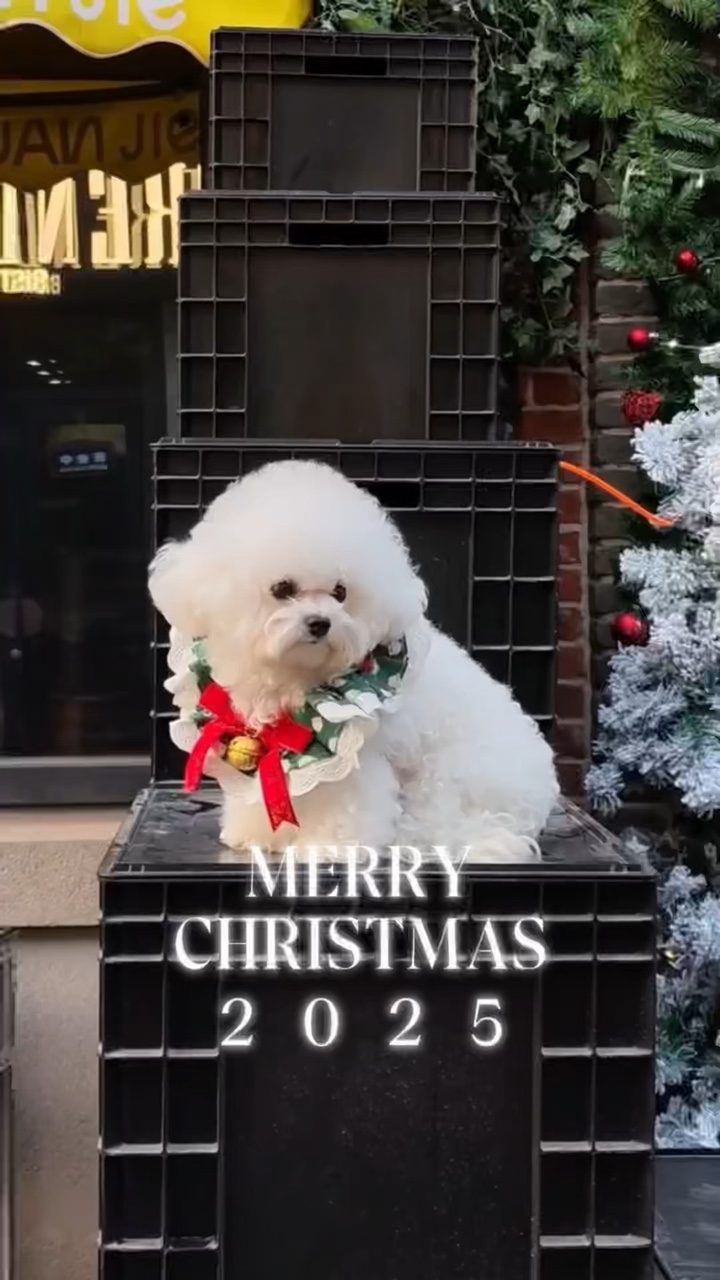 Animal de estimação de natal