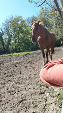 Slowmotion horse