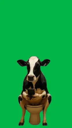 Cow and diarrhea