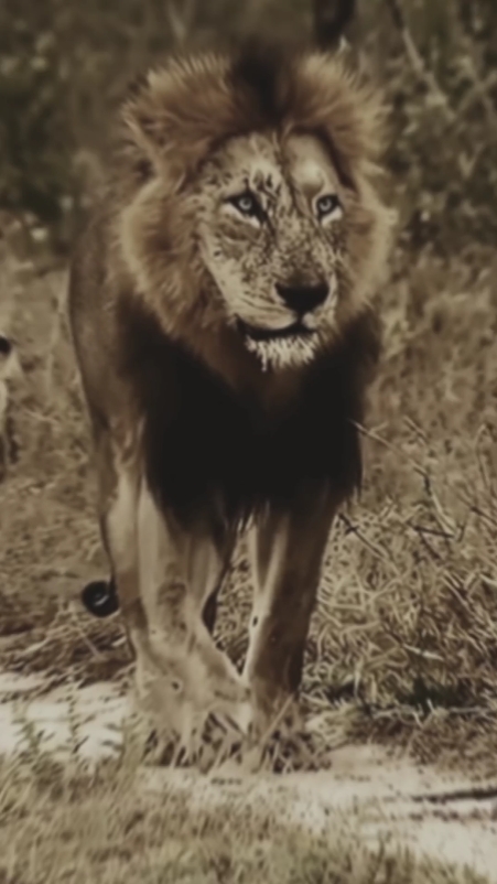 Baixe e baixe Lion
