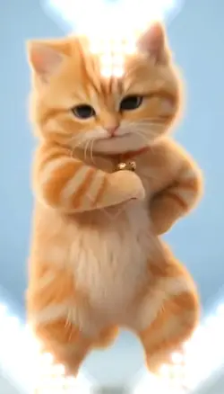 Cats Dance
