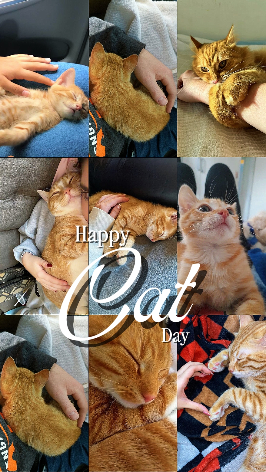 Feliz dia do gato