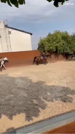 Pferd