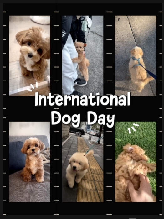 Dia Nacional do Cão
