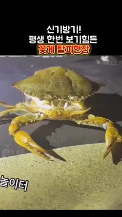 신기방기 
