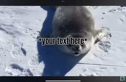 seal.