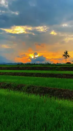 aesthetic rice field