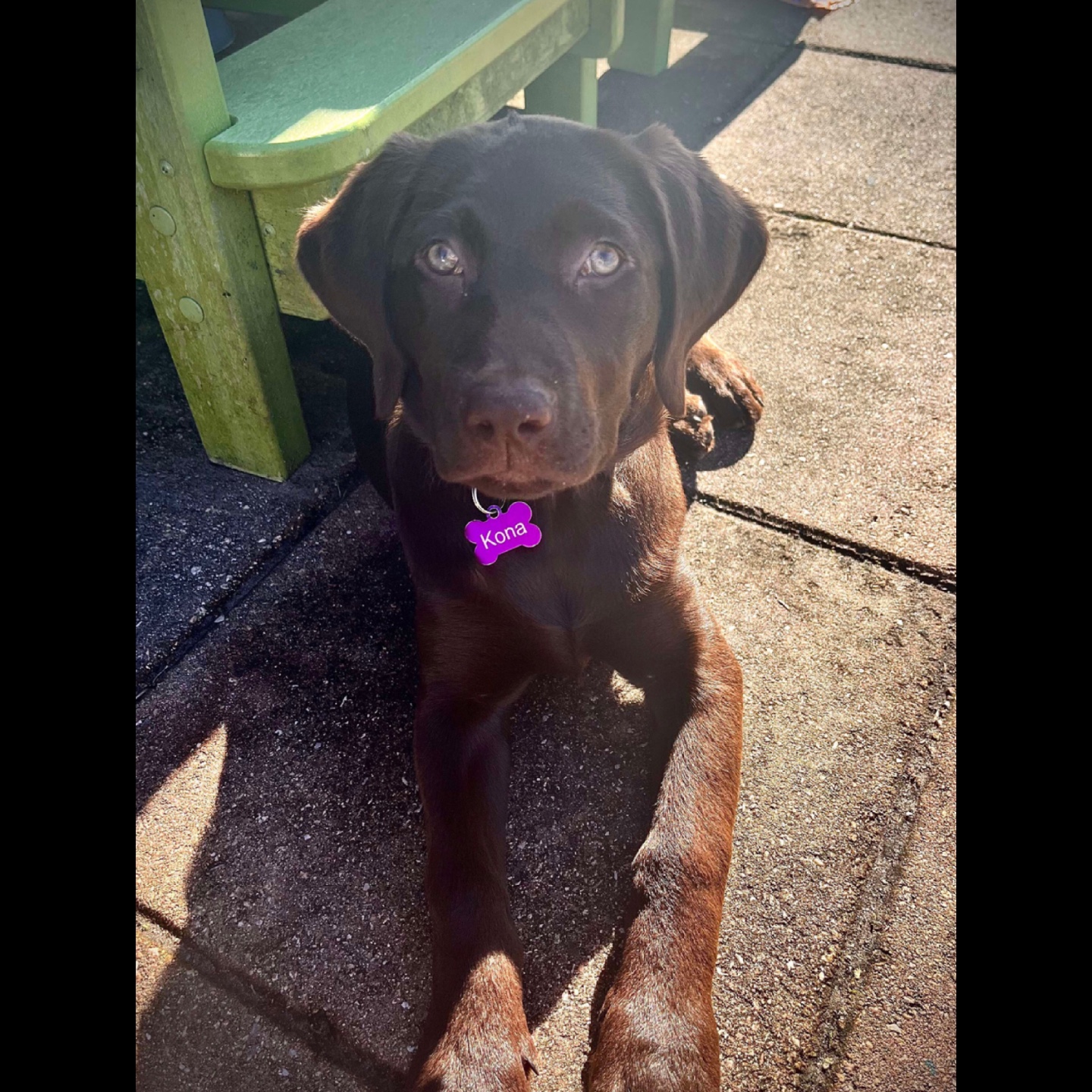 Dog edit