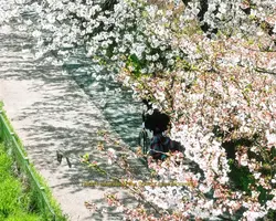 잘자 나의 우는 사랑