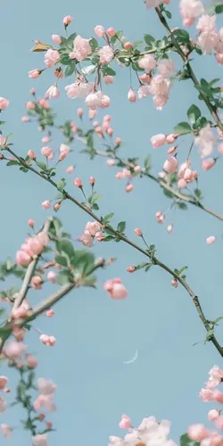 Uç gönlünce🕊️