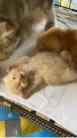 Kucing tidur