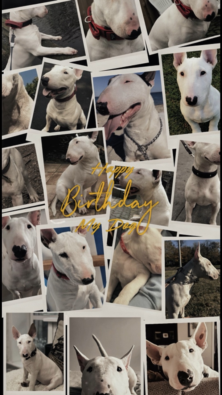 Cachorro feliz aniversário 