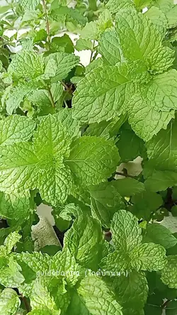 สะระแหน่