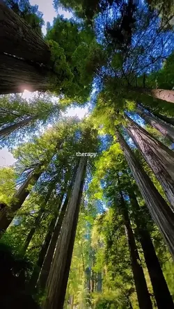 Therapy