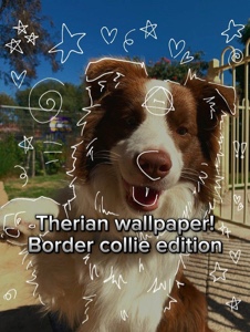 Border collie theria