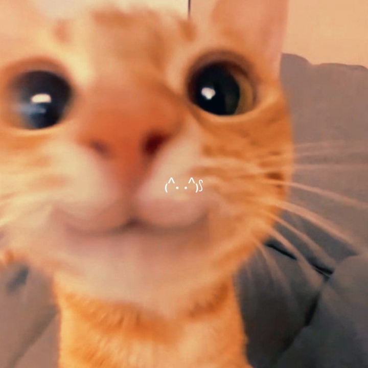 miaou miaou