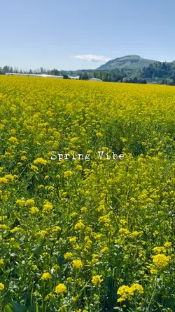 Spring Vibe