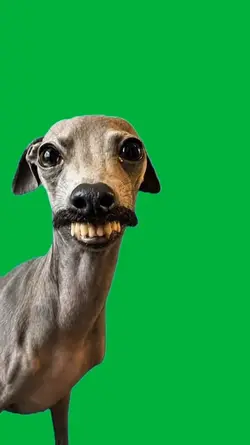 Dog singing 