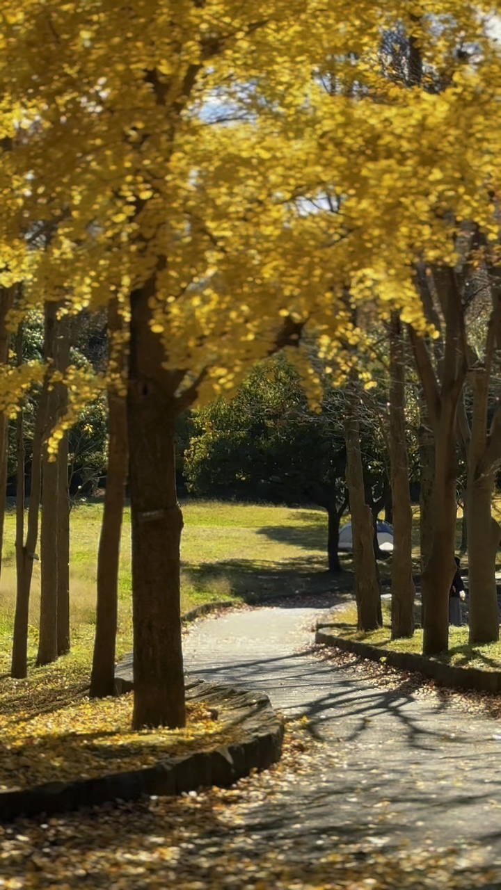 Autumn leaves