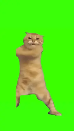 cat dance meme