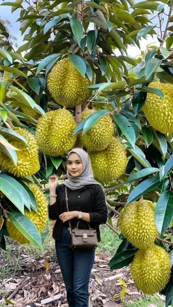 pohon durian 