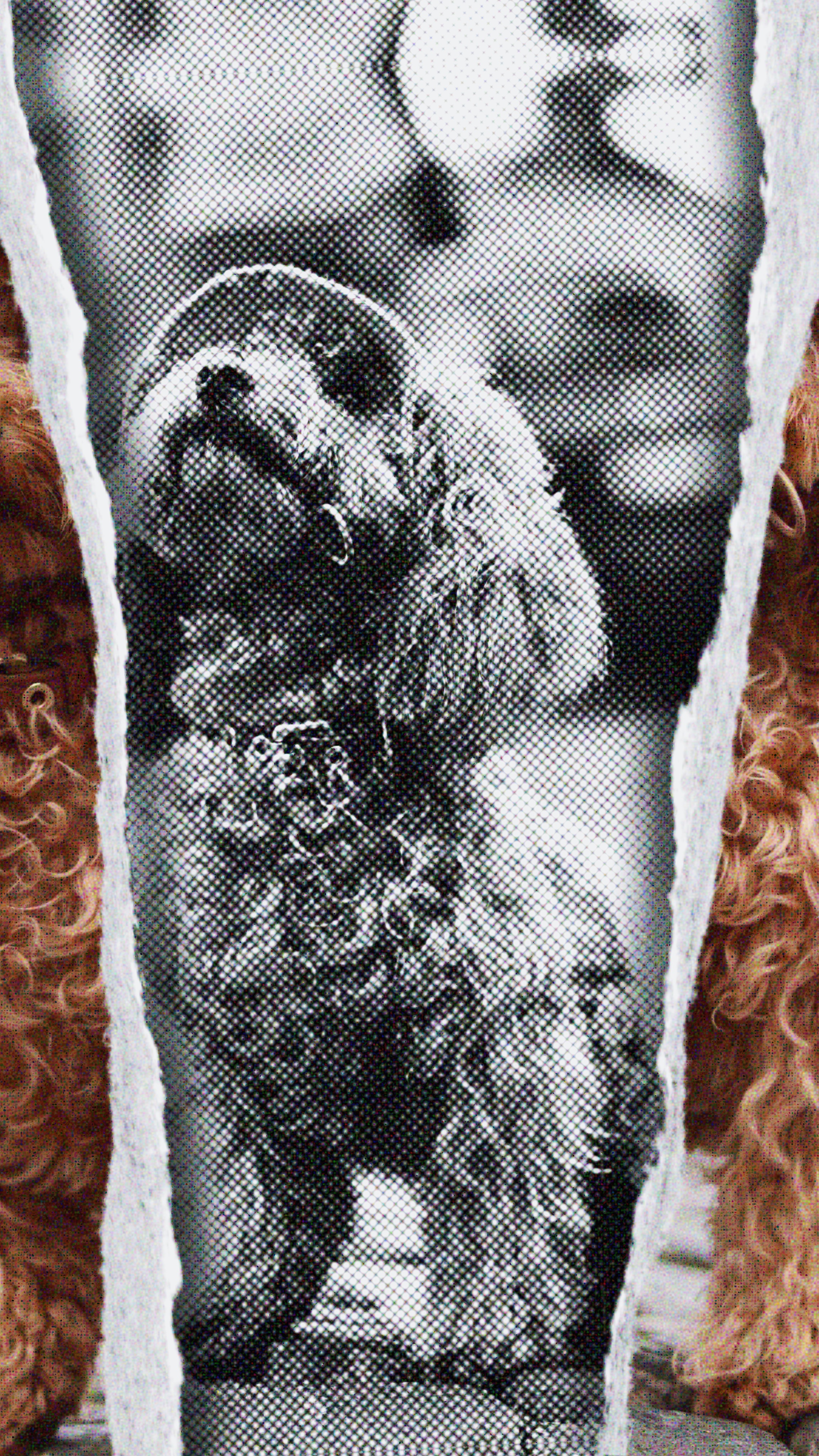 4 fotos de perros