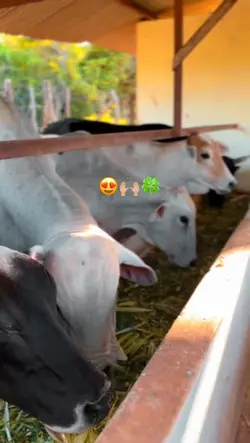 animais 