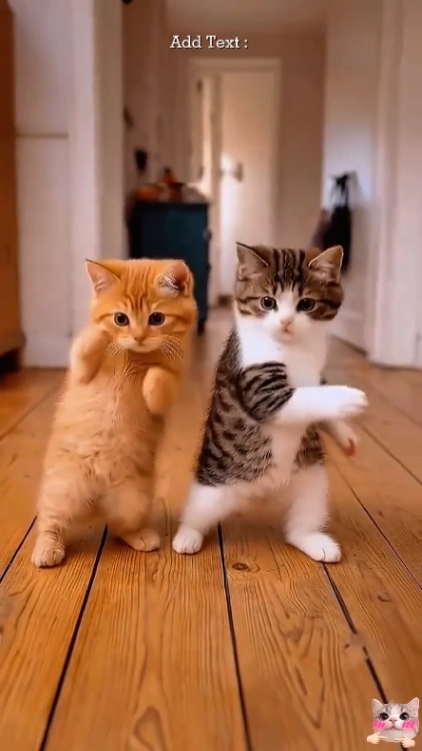 Katze Trend