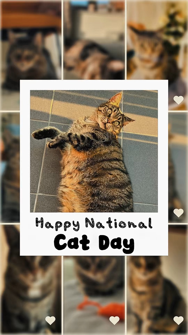 Happy National Cat