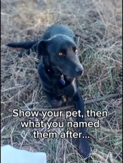 Show your pet 
