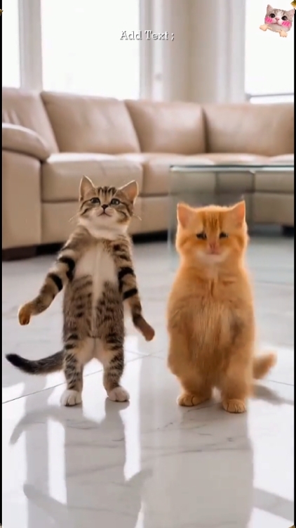 Chat mignon