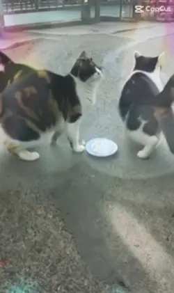 Catdance