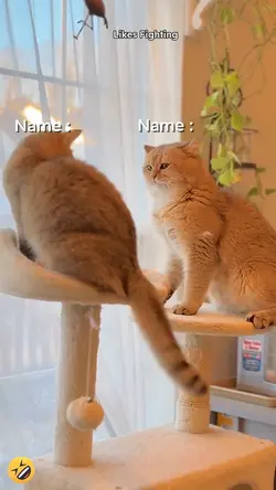 Likes Fighting