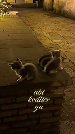 kedi kanka