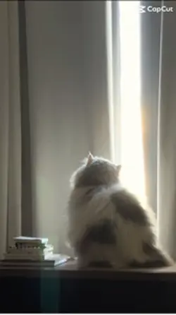 Love cats