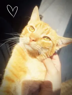 cat lover