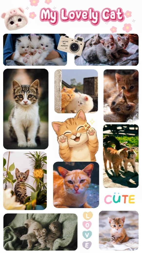 Mon adorable chat