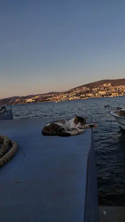 yeni şablon