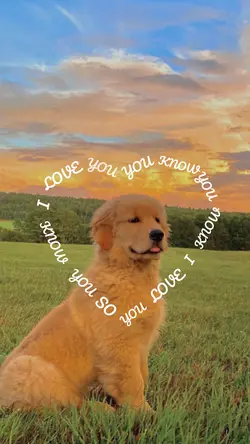 dog heart lyric