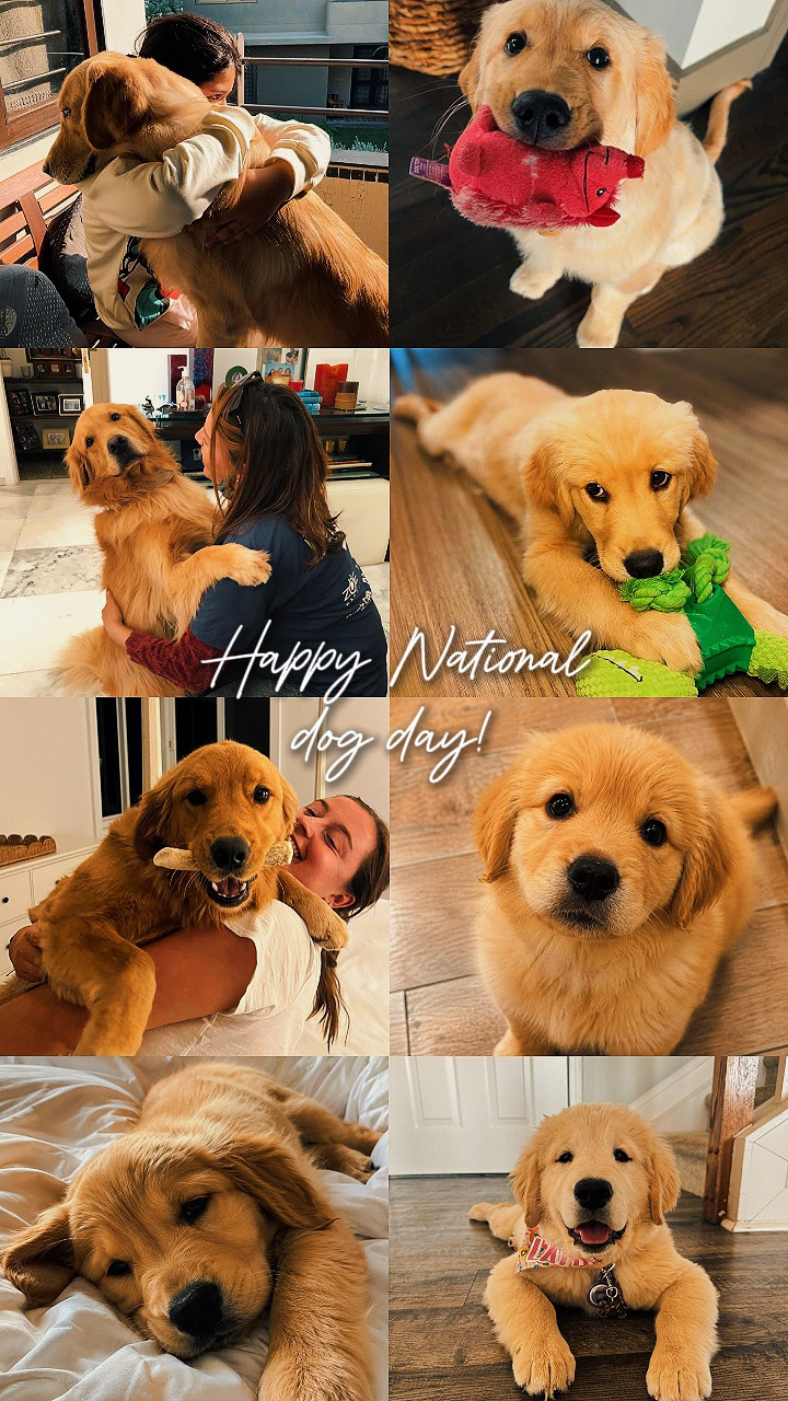 national dog day