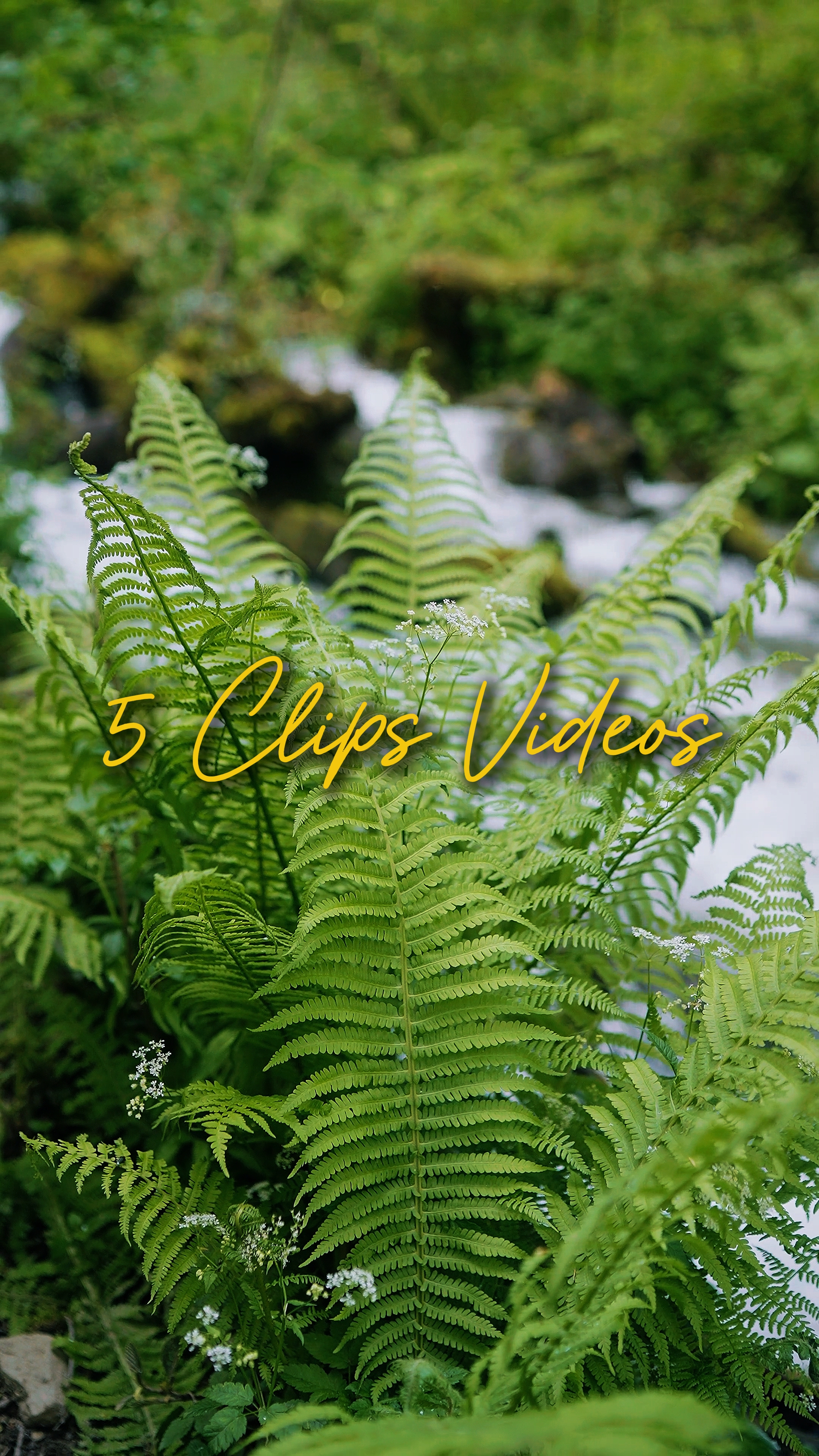 Cinematográfico 5 Vídeos