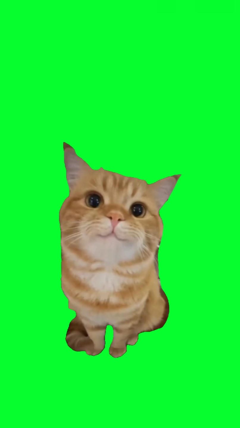 smiling cat