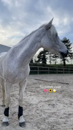 winter summer coat ✨