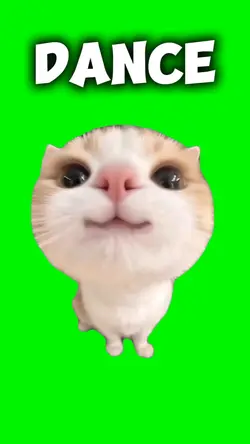 DANCE CAT 