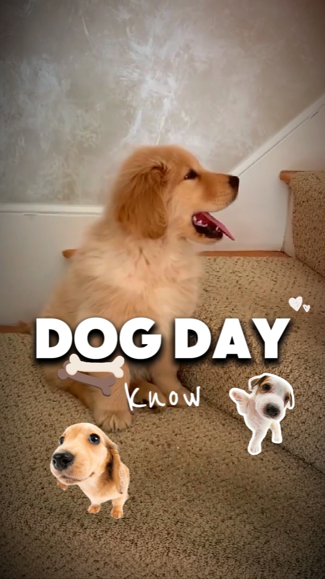 Dog day{[us
